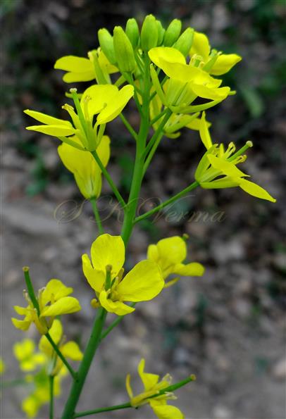 Brassica rapa subsp. campestris
